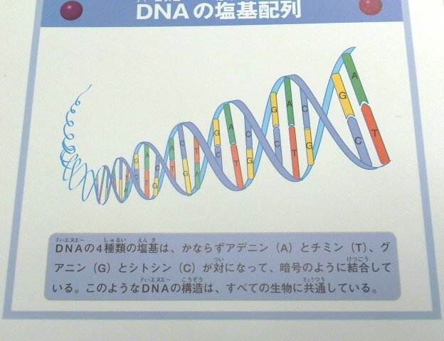 髪遺伝子をICカードに